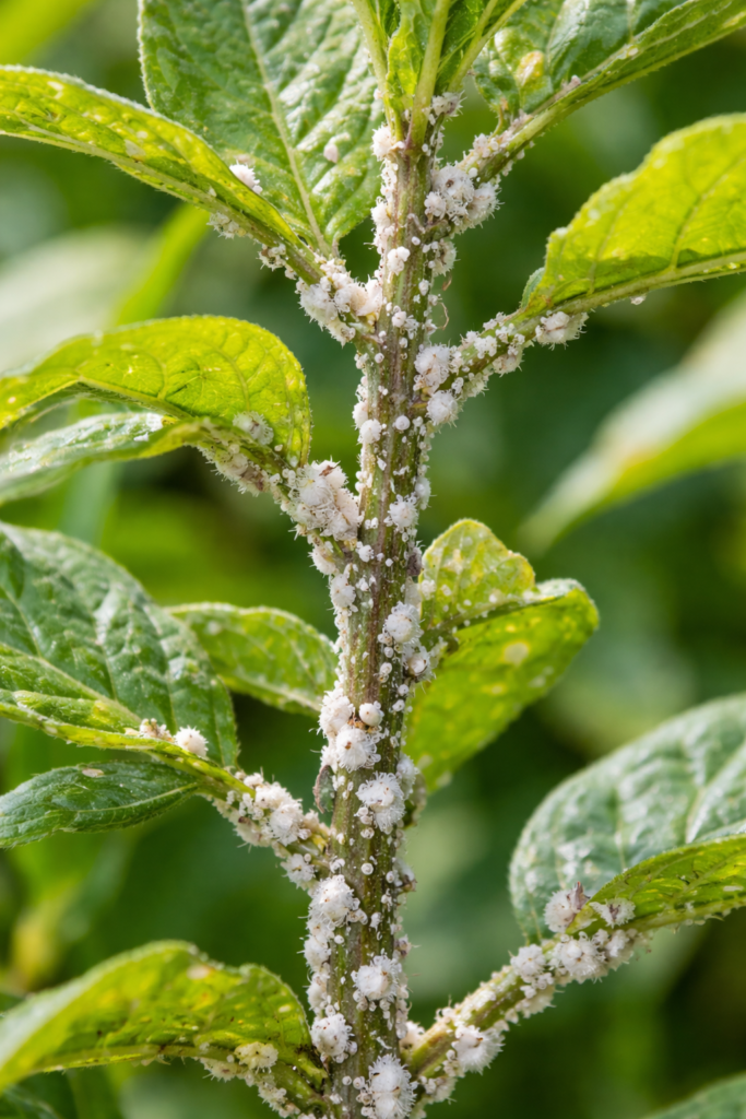 mealybugs attack