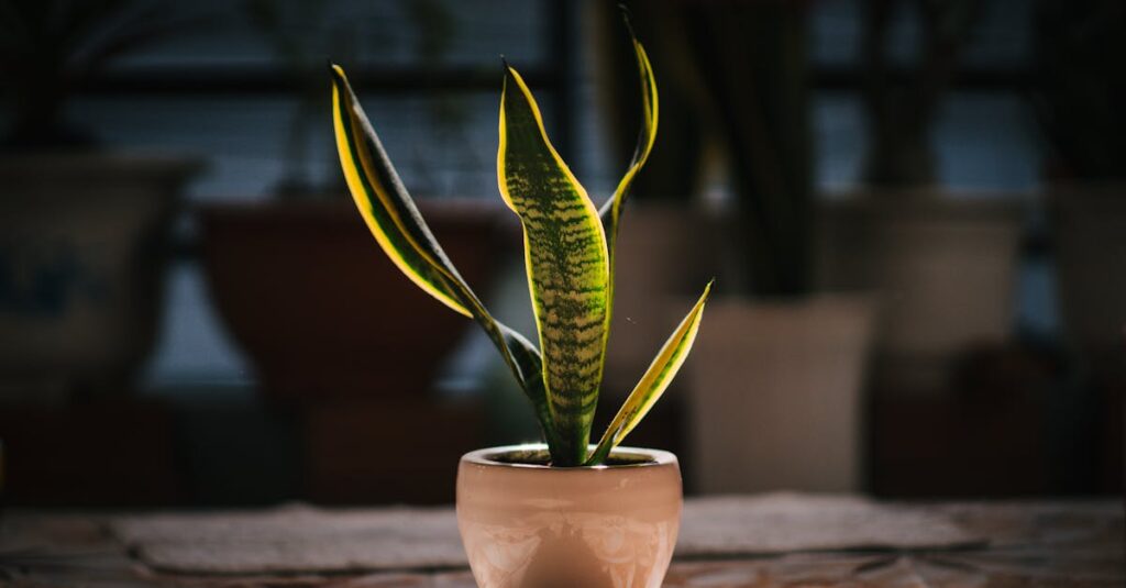 A vibrant snake plant in a ceramic pot basking in natural sunlight indoors.